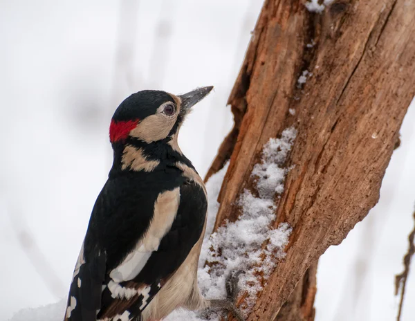 Woodpecker — Stock Photo, Image