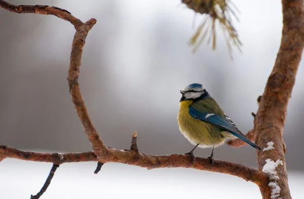 Teta azul — Foto de Stock