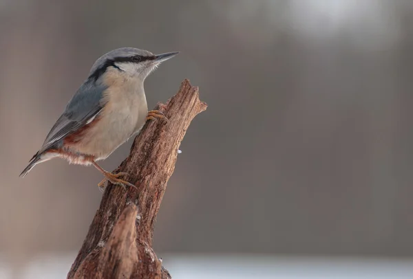 ¡Nuthatch! — Foto de Stock