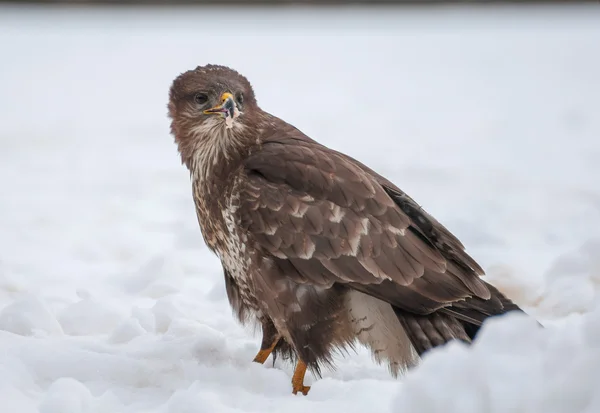 Buizerd — Stockfoto