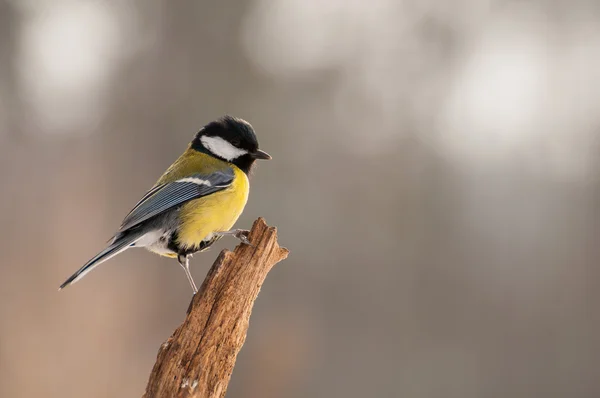 Tit bird — Stock Photo, Image