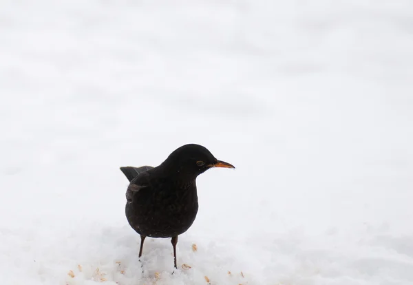 Oiseau noir — Photo