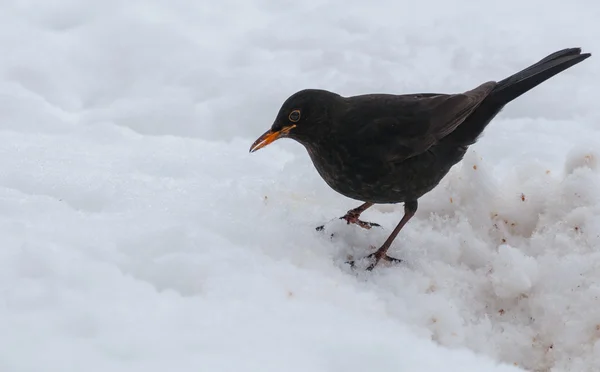 Oiseau noir — Photo