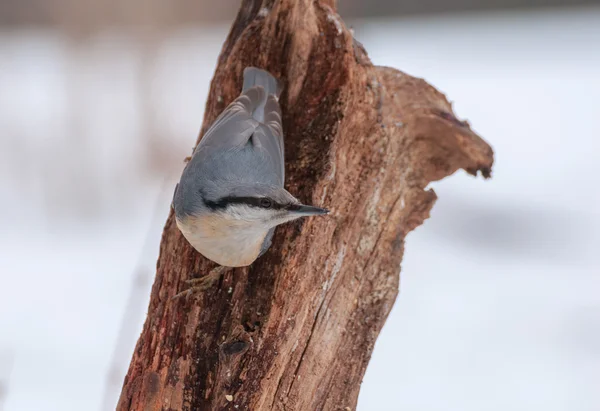 Nuthatch — Stock Photo, Image