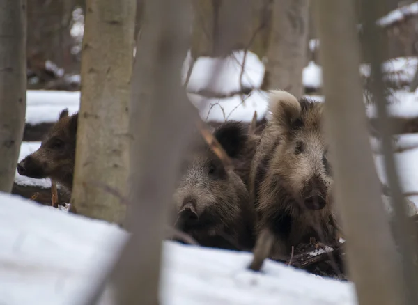 Boar in forest — Stock Photo, Image