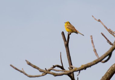 Yellowhammer