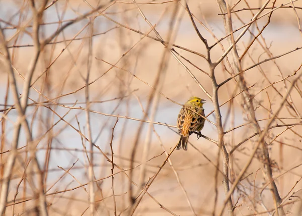 Yellowhammer — Stockfoto