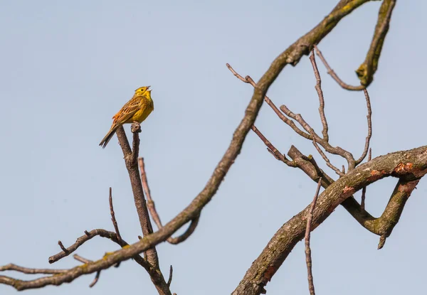 Yellowhammer — Stock Photo, Image