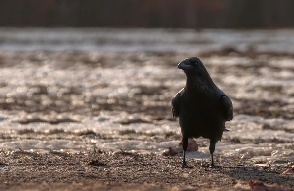 Чёрный ворон — стоковое фото