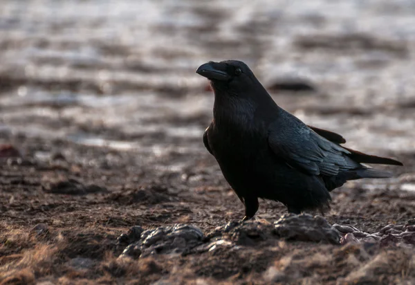 Black Raven — Stock Photo, Image