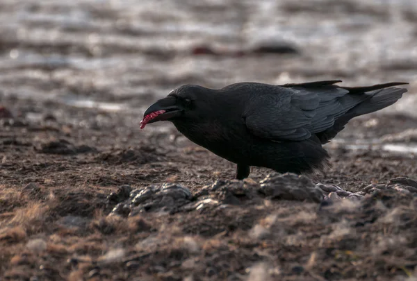 Corvo Negro — Fotografia de Stock