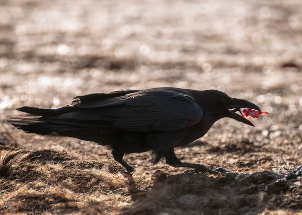 Corbeau noir — Photo