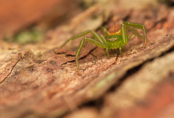 Diaea dorsata — 图库照片