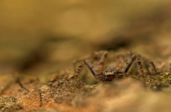 Araña - Filodromo — Foto de Stock