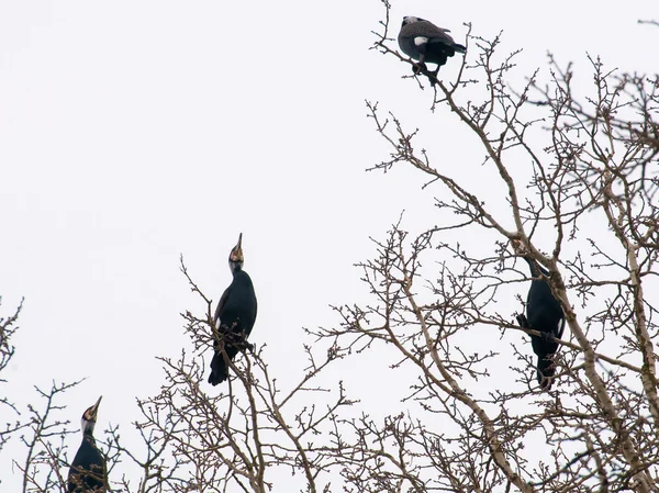 Cormorant — Stock Photo, Image