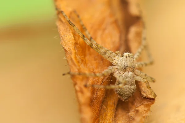 Aranha - Philodromus — Fotografia de Stock