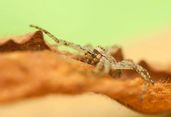 Spider - Philodromus — Stock Photo, Image