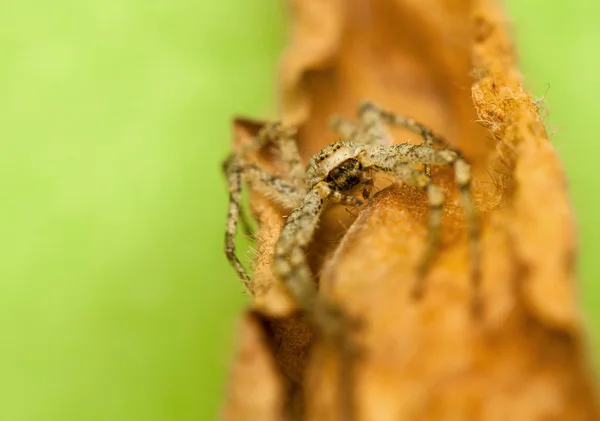 Örümcek - philodromus — Stok fotoğraf