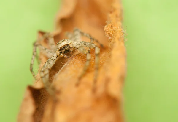 Pająk - philodromus — Zdjęcie stockowe