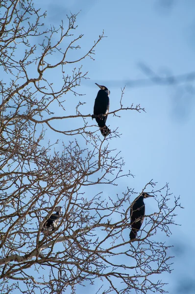 Kormoran — Stockfoto