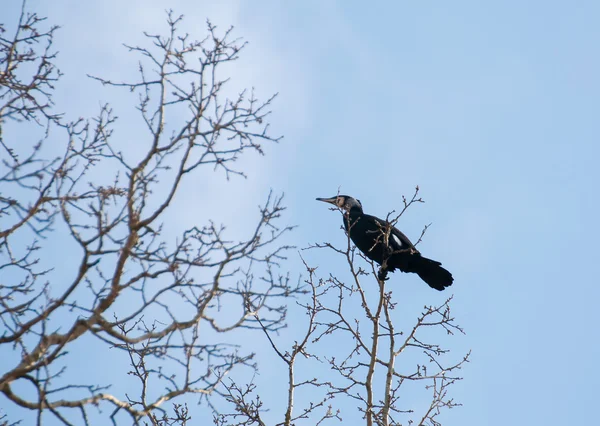 Cormorant — Stock fotografie