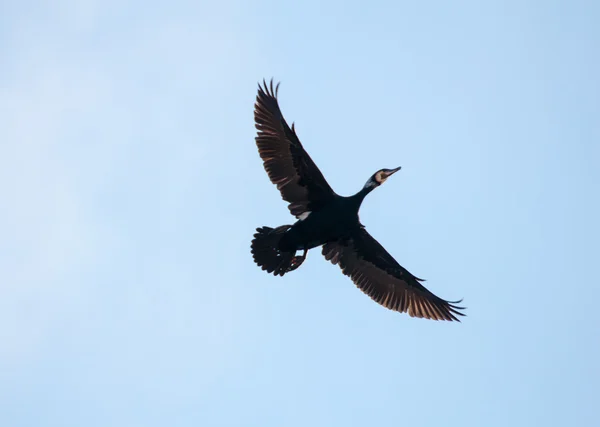 Cormorant — Stock Photo, Image