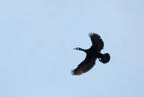 Cormorant — Stock fotografie