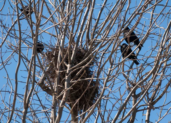 Rook bird — Stock Photo, Image