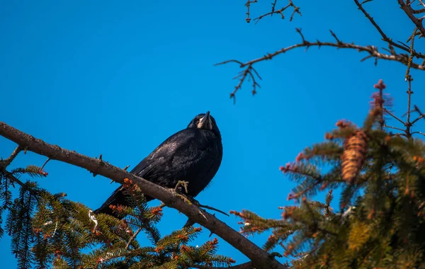 Крючковая птица — стоковое фото