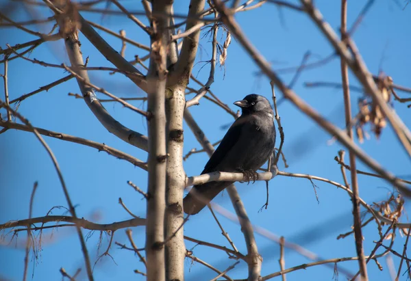 Jackdaw — Stock Photo, Image