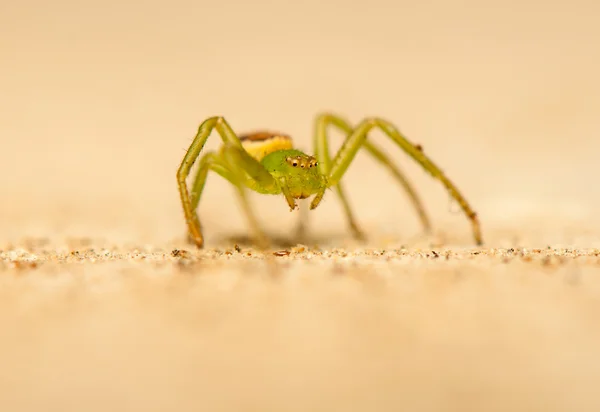 Diaea dorsata — Fotografia de Stock