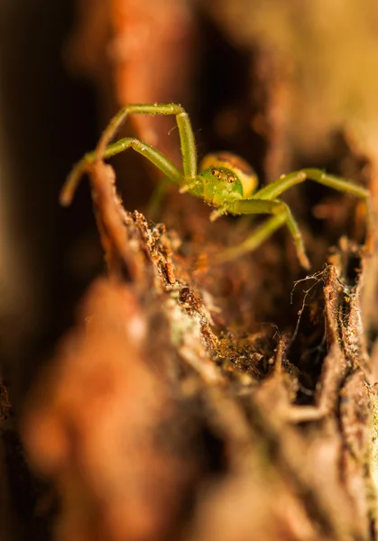 Groene krabspin — Stockfoto