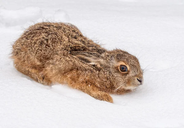 小さなウサギ — ストック写真