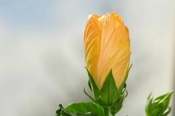 Hibiskus — Stockfoto