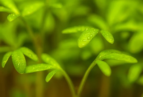 Cuckooflower — Fotografia de Stock