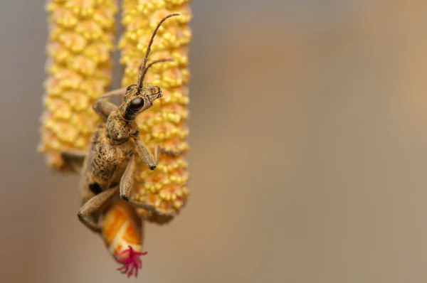 Rhagium modrax — Stock Photo, Image