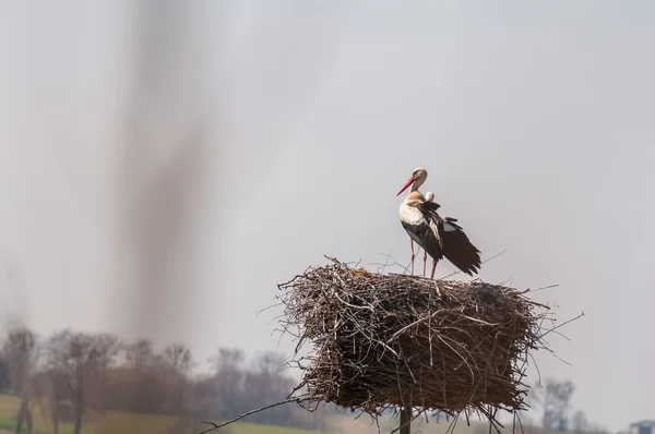 Аистовая птица — стоковое фото