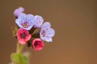 Pulmonaria obscura