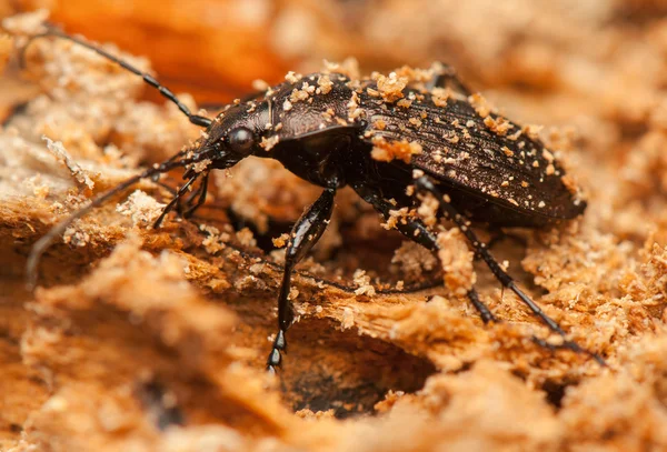 Carabus arvensis —  Fotos de Stock