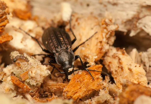 Carabus arvensis — Stock Photo, Image