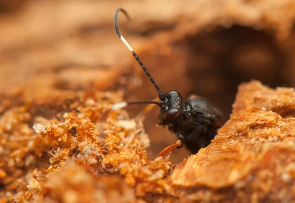 Ichneumonidae — Foto de Stock