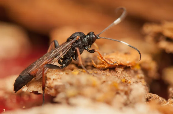 Ichneumonidae — Fotografia de Stock