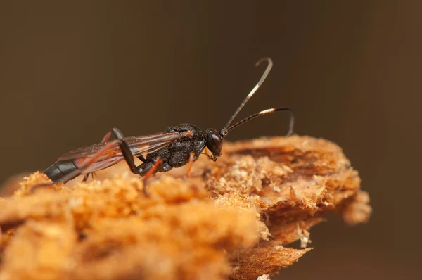 Ichneumonidae — Stockfoto