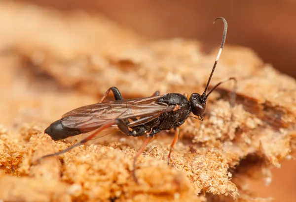 Ichneumonidae — Fotografia de Stock