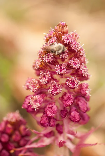 Lepiężnik officinalis — Zdjęcie stockowe