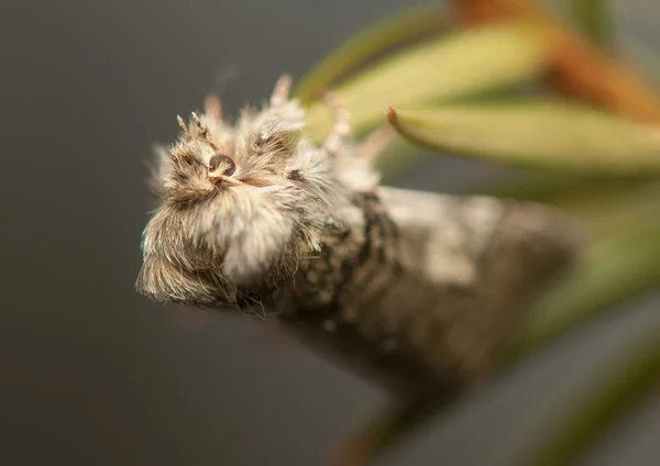 Achlya flavicornis — kuvapankkivalokuva