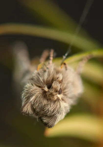 Achlya flavicornis — 图库照片