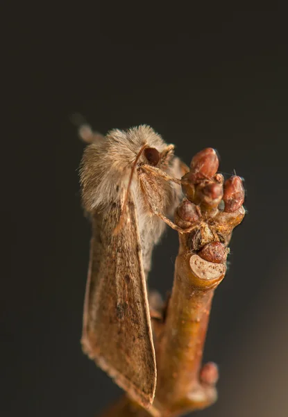 Orthosia cruda — Stockfoto