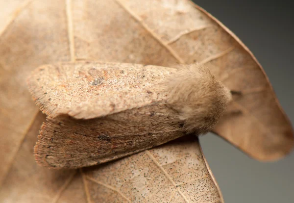 Orthosia cruda — Stock fotografie