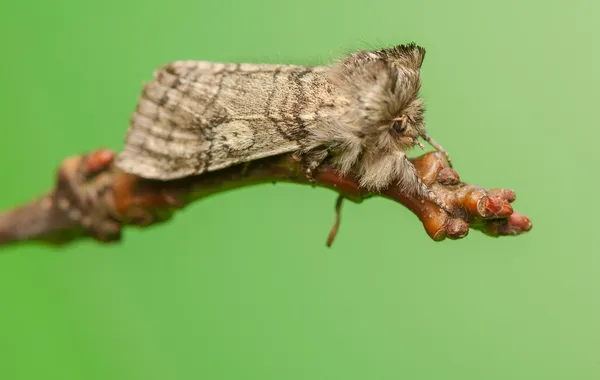Achlya flavicornis — Stockfoto
